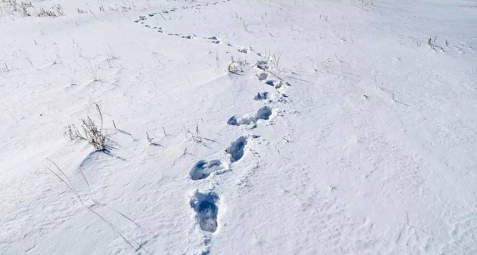 凝望深渊在门口雪地上出现脚印的一个月之后他惨遭灭门