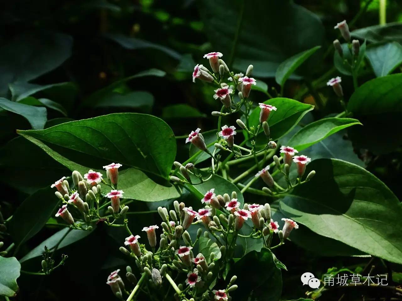 鸡矢藤花叶清丽,浑身是宝,既是一味好药材,也是一种好食材,可谓才貌双