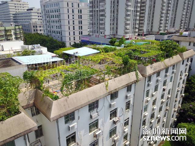 与深圳大型的城市立体绿化工程不同,莲花北村居民楼顶的花园,果园