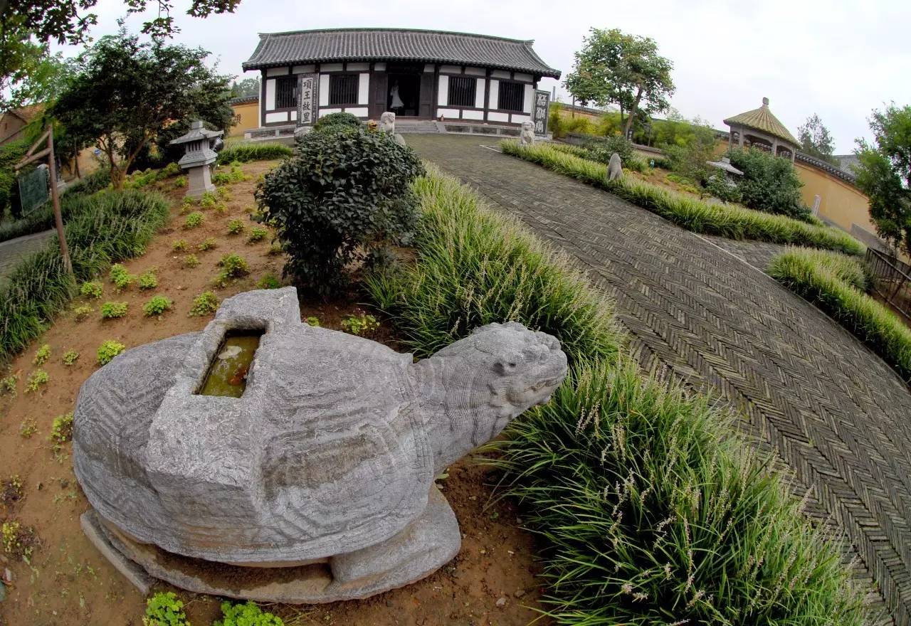 盛夏时节,项里故居院子里的老槐树又一次枝繁叶茂了 千年以来,生生不