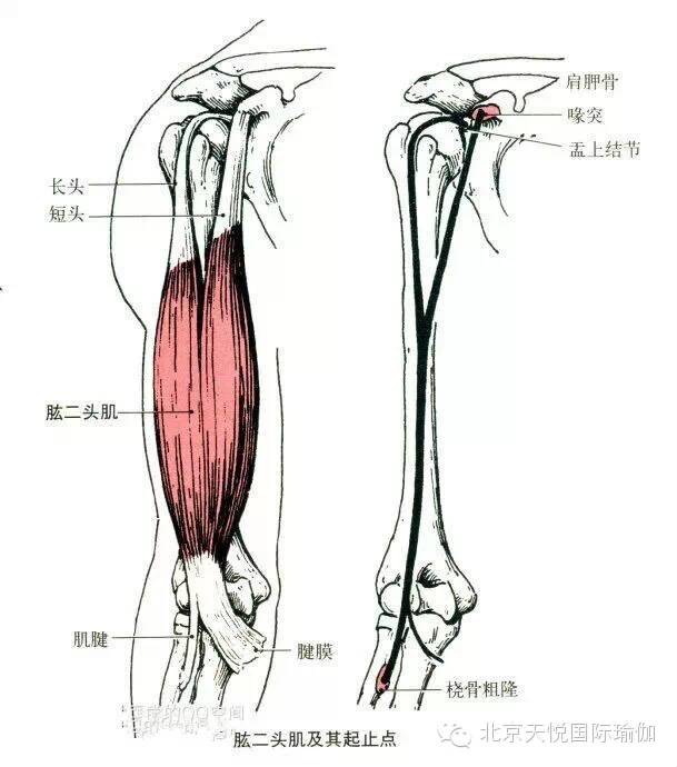 部位:肱二头肌下半部分深层. 起点:肱骨前面下半部分.
