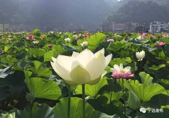 宁远县2017年首届荷花节开幕啦