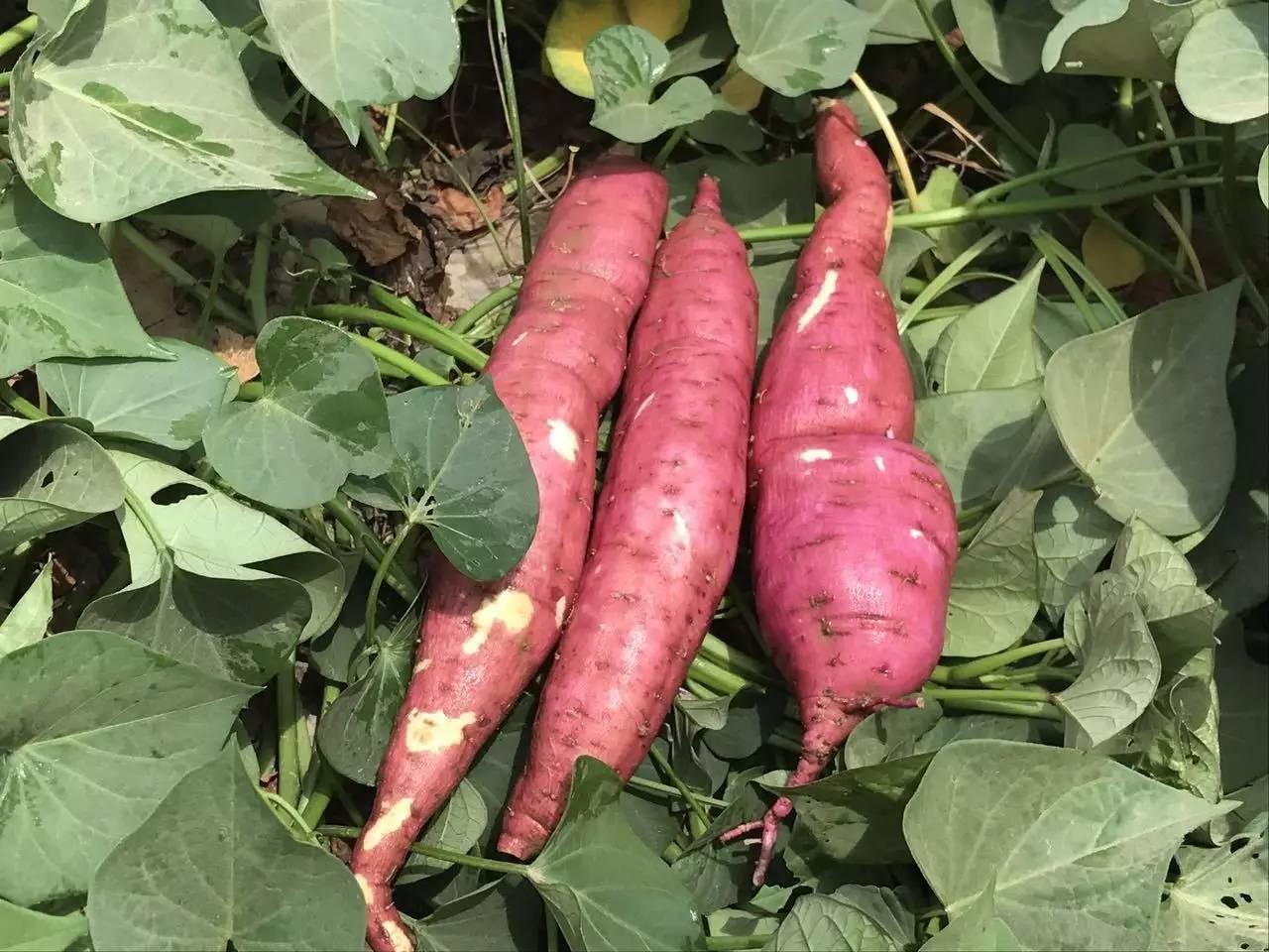 红薯属管状花目,旋花科一年生草本植物,长2米以上,平卧地面斜上,叶片