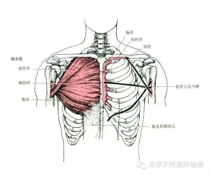 部位:胸前上部皮下.