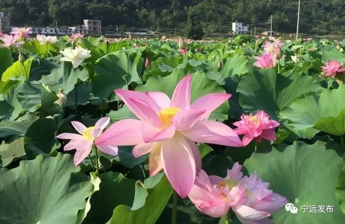 宁远县2017年首届荷花节开幕啦