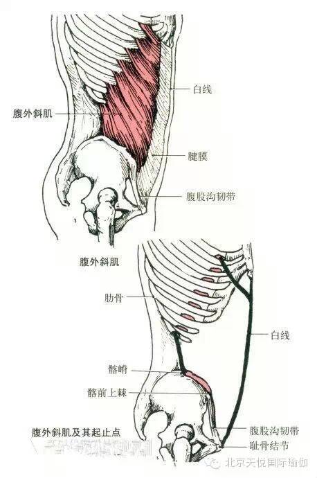 止点:髂嵴,耻骨结节鞍白线.