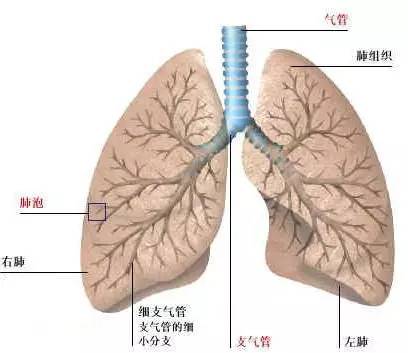 健康小贴士厨房也是油烟重灾区,会破坏肺部纤毛运动,降低肺部对人体的