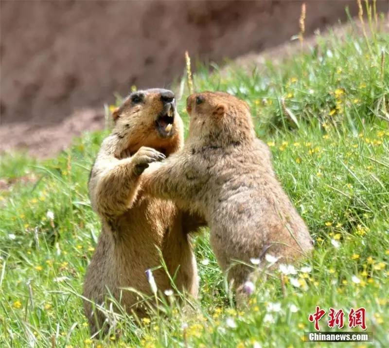 囊谦国际自然观察节多种野生动物"萌眼"