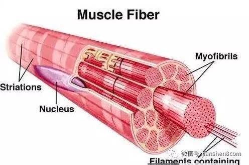 每条肌肉可以由不同数量的肌束所组成,再由一层称为肌外膜(epimysium)