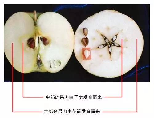 美食 正文  果实构造不同 我们知道,果实可以分为很多类型,不同类型的