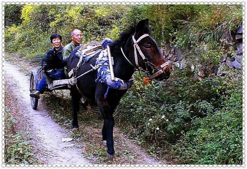 一辆看似简朴的马车,不仅为农村的