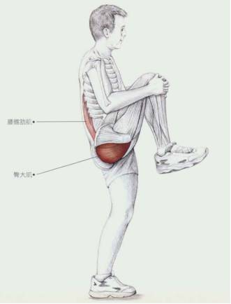 动作描述:单腿站立,双手抱单膝至胸部,站立腿做提踵动作,单边做5-12次