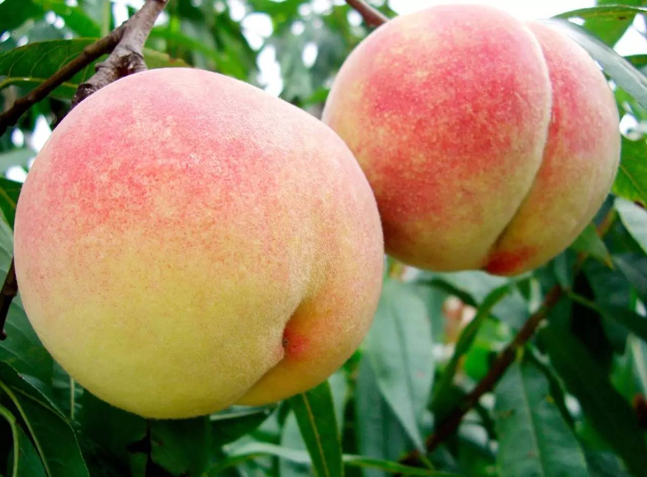 肥城桃是什么品种的桃子哪里可以买到苗子_百度知道