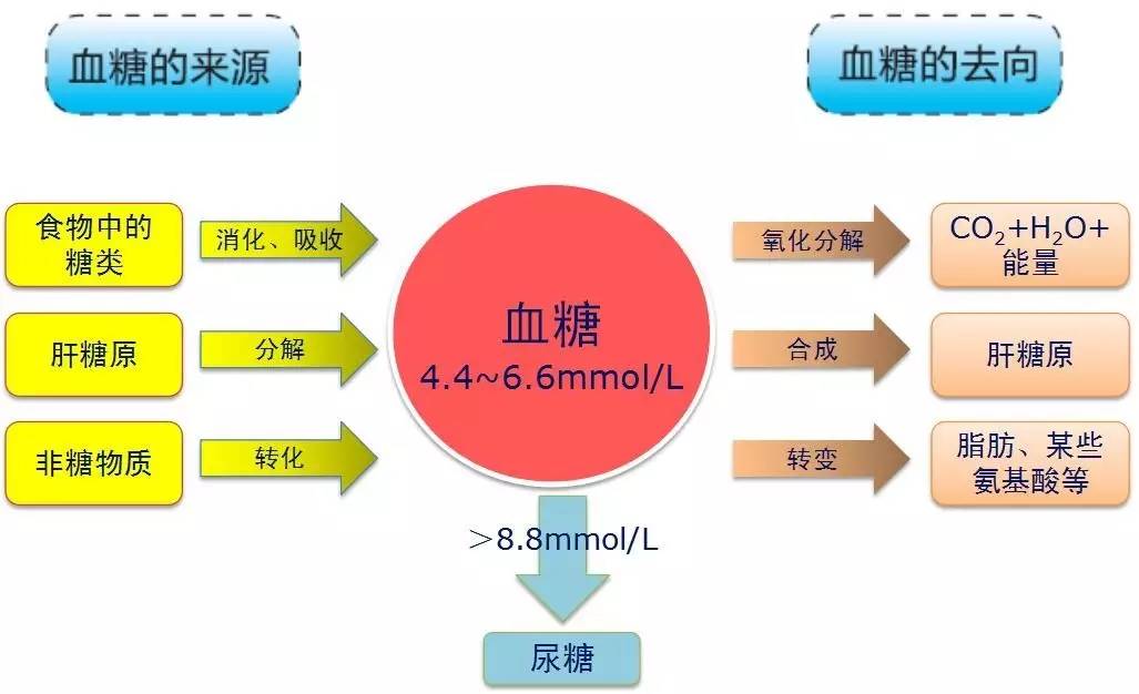 胰岛素和血糖的关系 胰岛素是胰岛β细胞分泌的一种降血糖的肽类激素