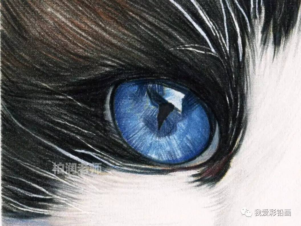 彩铅手绘~蓝眼睛布偶猫(细节大图)