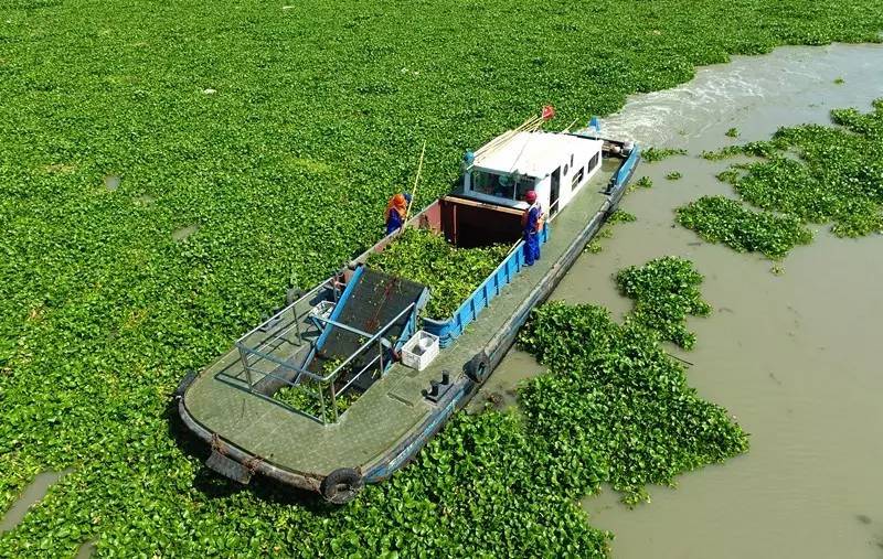 松江不少河道近来一片绿油油每天打捞水葫芦1400吨