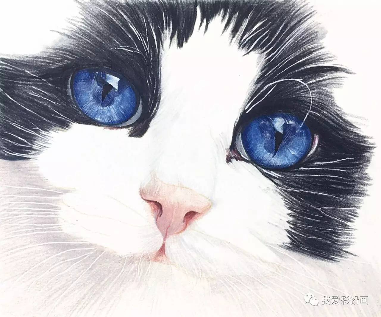 彩铅手绘~蓝眼睛布偶猫(细节大图)