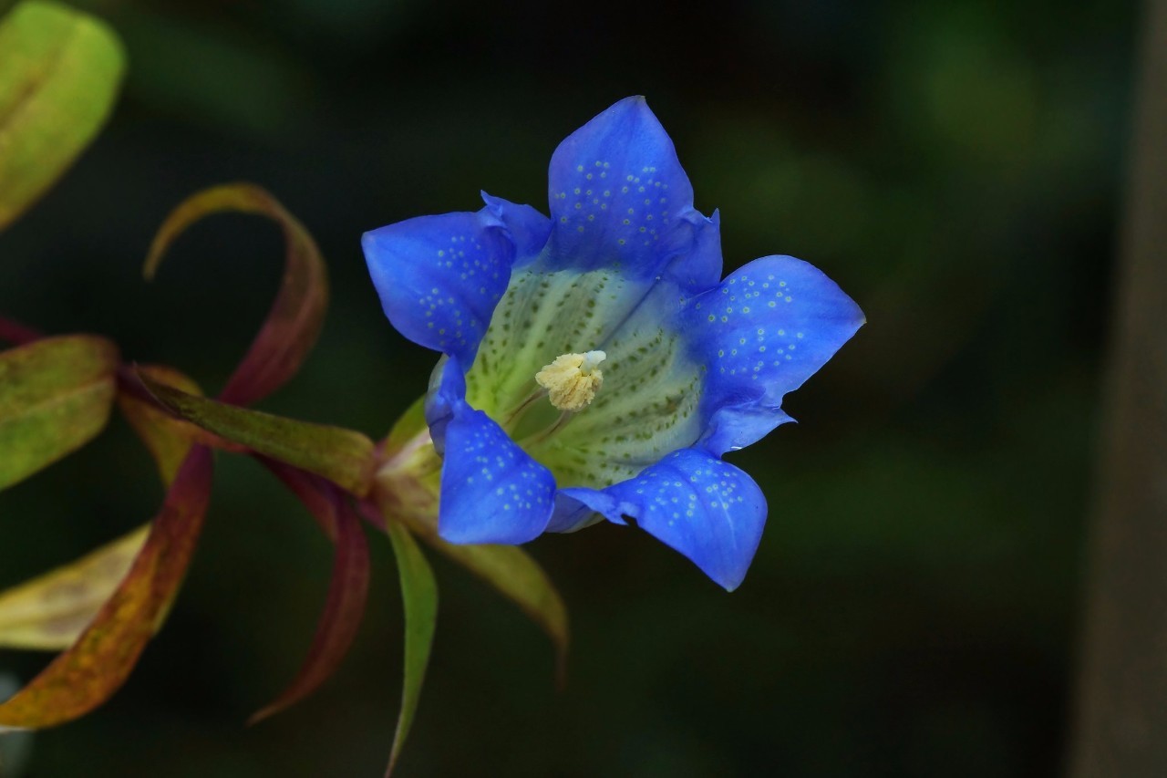 每年入夏后,龙胆枝条的顶端和叶腋处都会开出蓝紫色的花,萼片向外伸展