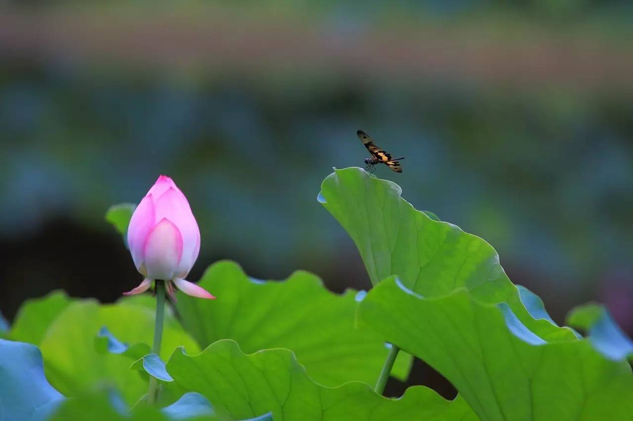 且听风吟,静待花开