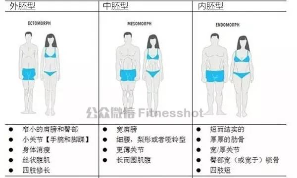 人的体型可分为:内胚型,中胚型与外胚型三个类型.