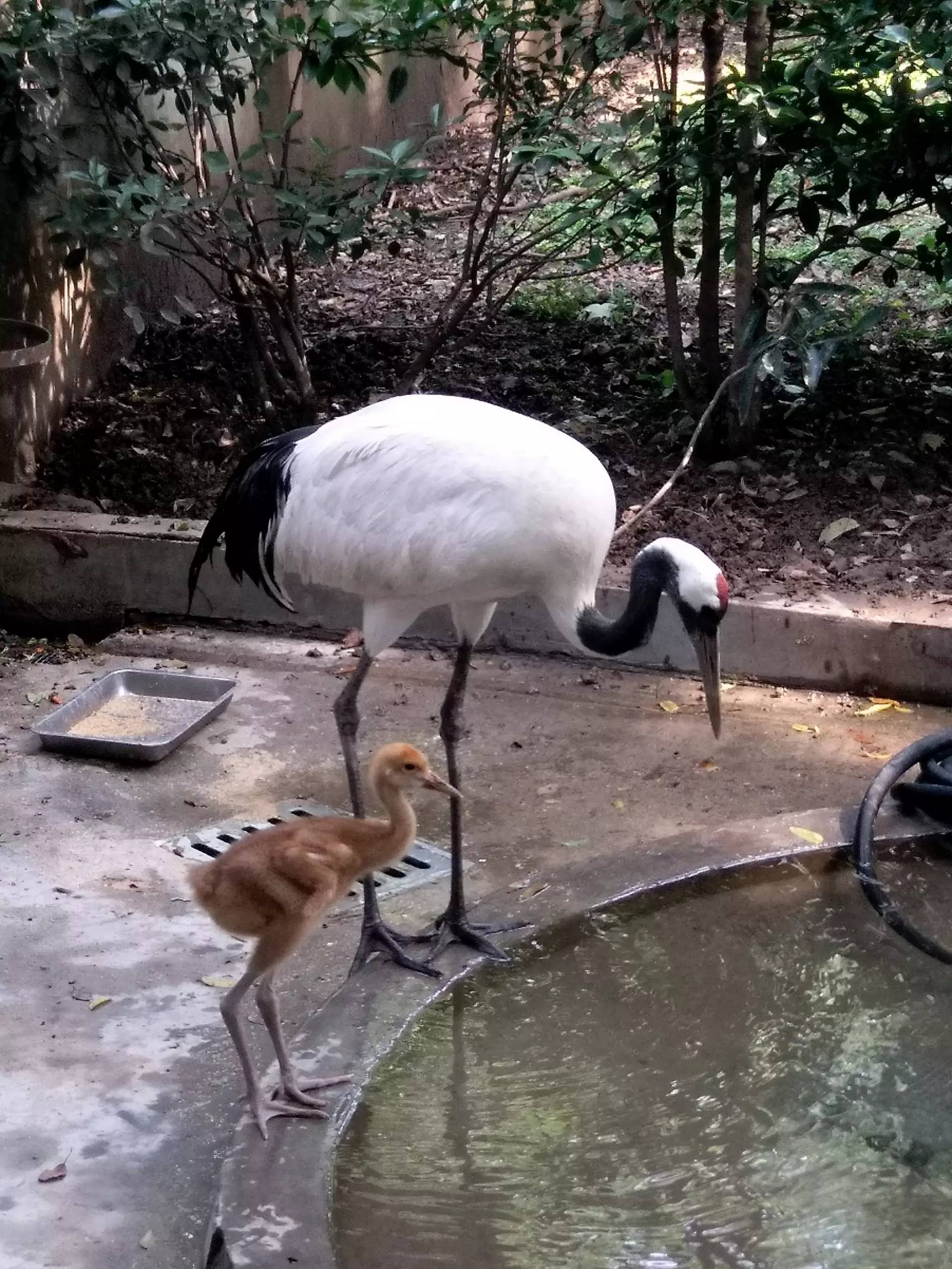 小丹顶鹤