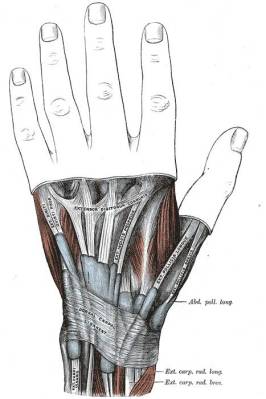 食指除了伸指肌腱以外,还有一根示指固有伸肌腱,这个示指固有伸肌腱就