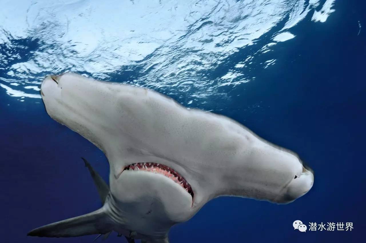 男子的腿当年被鲨鱼吃掉 现在却「拼死保护鲨鱼」 ＊ 阿波罗新闻网