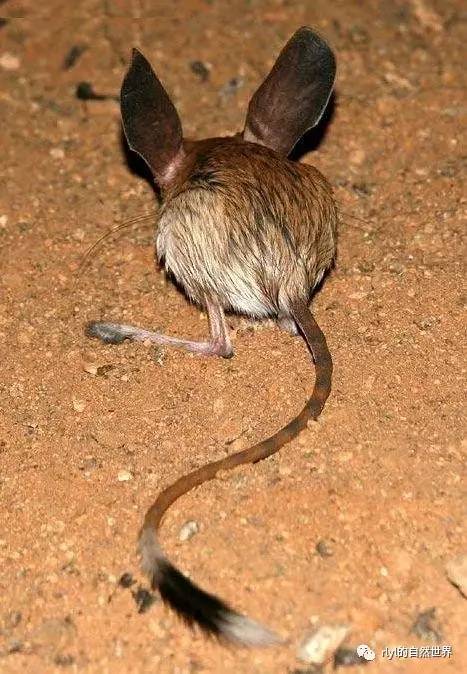 沙漠中的米老鼠长耳跳鼠