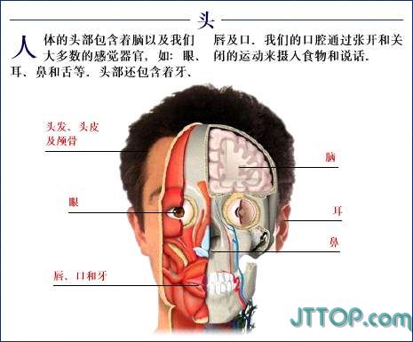 了解我们自己人体结构解剖图