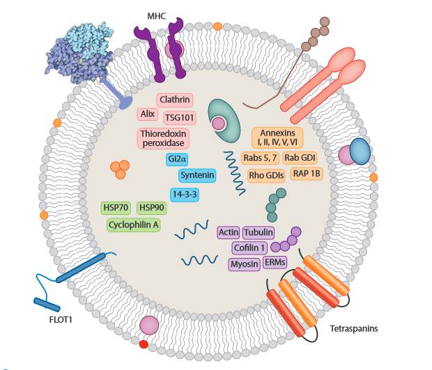 外泌体的典型结构(图片来源:exosome rna)