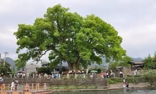 千年古樟 此樟树是画乡人民心中的吉祥树 看到古樟树,就意味着到了古