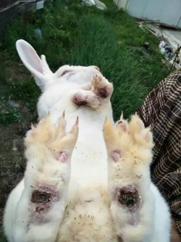兔子脚皮炎怎么看