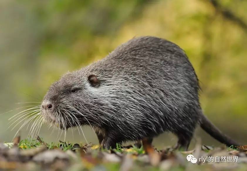 【rlyl物种说】今日-海狸鼠(coypu)