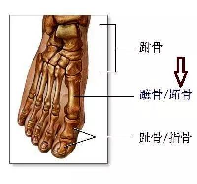 跖骨位置示意图 肝反应区在右脚脚底二,三,四跖骨基节