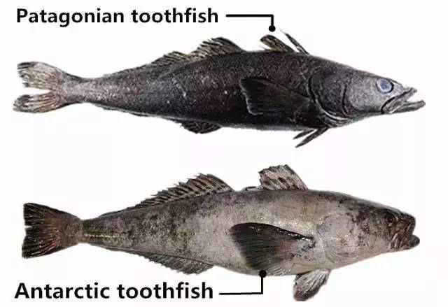 eleginoides 鳞头犬牙南极鱼dissostichus mawsoni