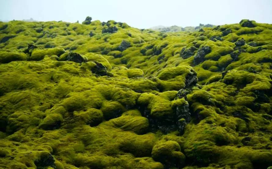 这九个藏在世界各处的"绿色仙境",才是真正的洗眼圣地