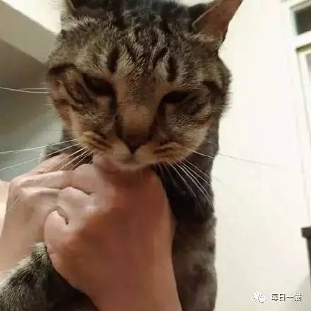 猫咪跑出去抓土蜂被螫后 这猪头脸