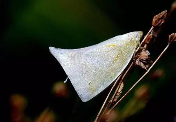 芒果白蛾蜡蝉的发生高峰期,快来看看防治措施