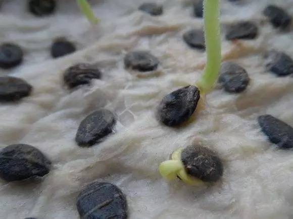西瓜种子在催芽过程中有时会出现种皮从发芽孔(种子嘴)处开口,甚至
