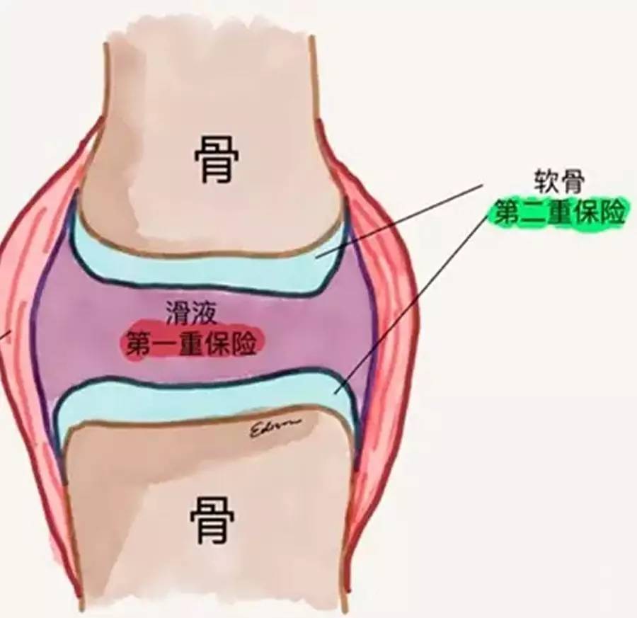 关节滑液