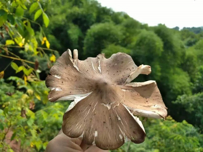 乐山最全斗鸡菇研究报告