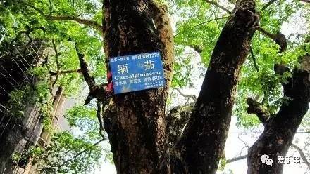 有一种菩提曾经作为国礼,与核雕齐名!300年来,中土无双!