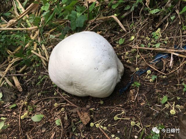 有足球般大小,形状和肉质都类似野生蘑菇