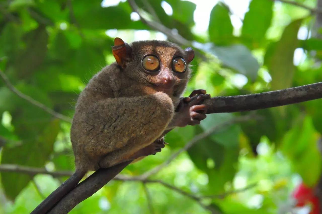 com1997年,菲律宾眼镜猴基金会(philippine tarsier foundation)在