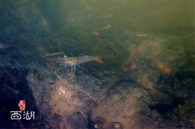 西溪湿地,千岛湖,西湖,新安江…杭州水下世界实拍揭秘!惊艳!