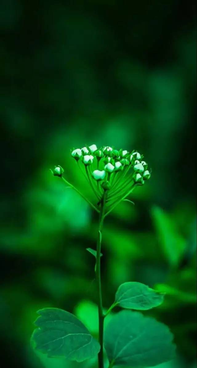 绿色植物 高清护眼手机壁纸