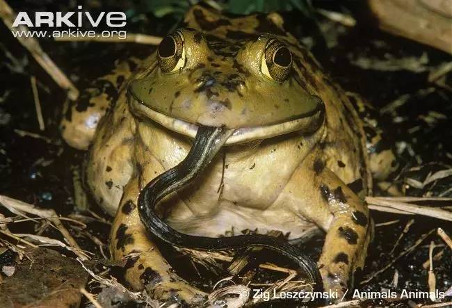 科普美国牛蛙在卵中就学会逃避捕食者