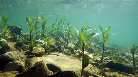 新安江水是Ⅰ类水,水质好,水草长得也茂盛,但水草太多,反而会影响水质