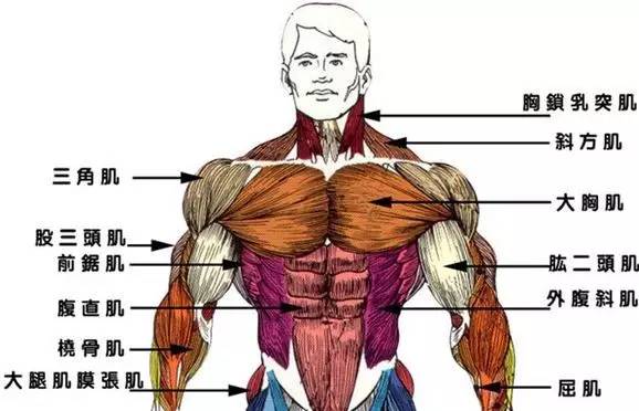 详细肌肉锻炼方法——胸部肌肉锻炼