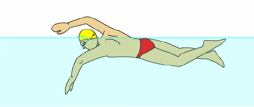 在平时游泳时的手臂弯曲弧度不够,也就意味着他们的胳膊入水姿势过直